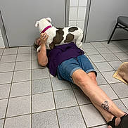 Mia joined the competition — help win amazing prizes! affection, brown_spots, casual_clothing, chair, collar, dog, door, floor, footwear, hand, indoor, legs, person, playful, purple_top, room, shorts, tattoo, tile, white_dog