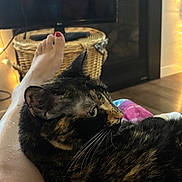 Bebe joined the competition — help win amazing prizes! cat, tortoiseshell_cat, pet, indoor, leg, human_leg, foot, toes, nail_polish, basket, woven_basket, string_lights, cozy, resting, fur, whiskers, floor, blanket, warm_lighting, home