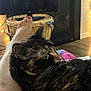cat, tortoiseshell_cat, pet, indoor, leg, human_leg, foot, toes, nail_polish, basket, woven_basket, string_lights, cozy, resting, fur, whiskers, floor, blanket, warm_lighting, home