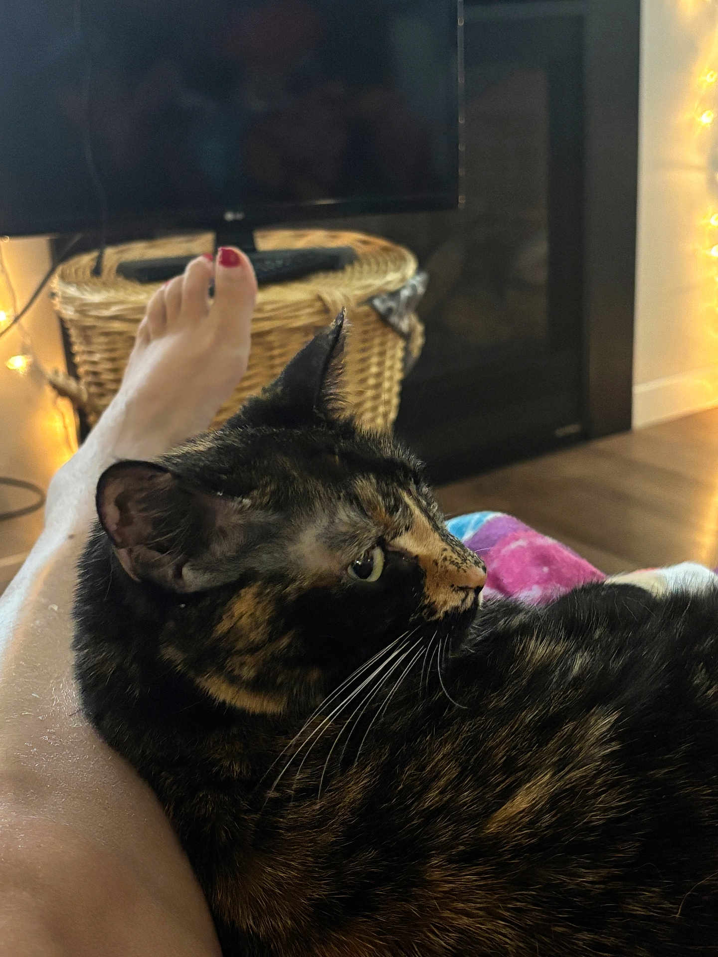 Bebe