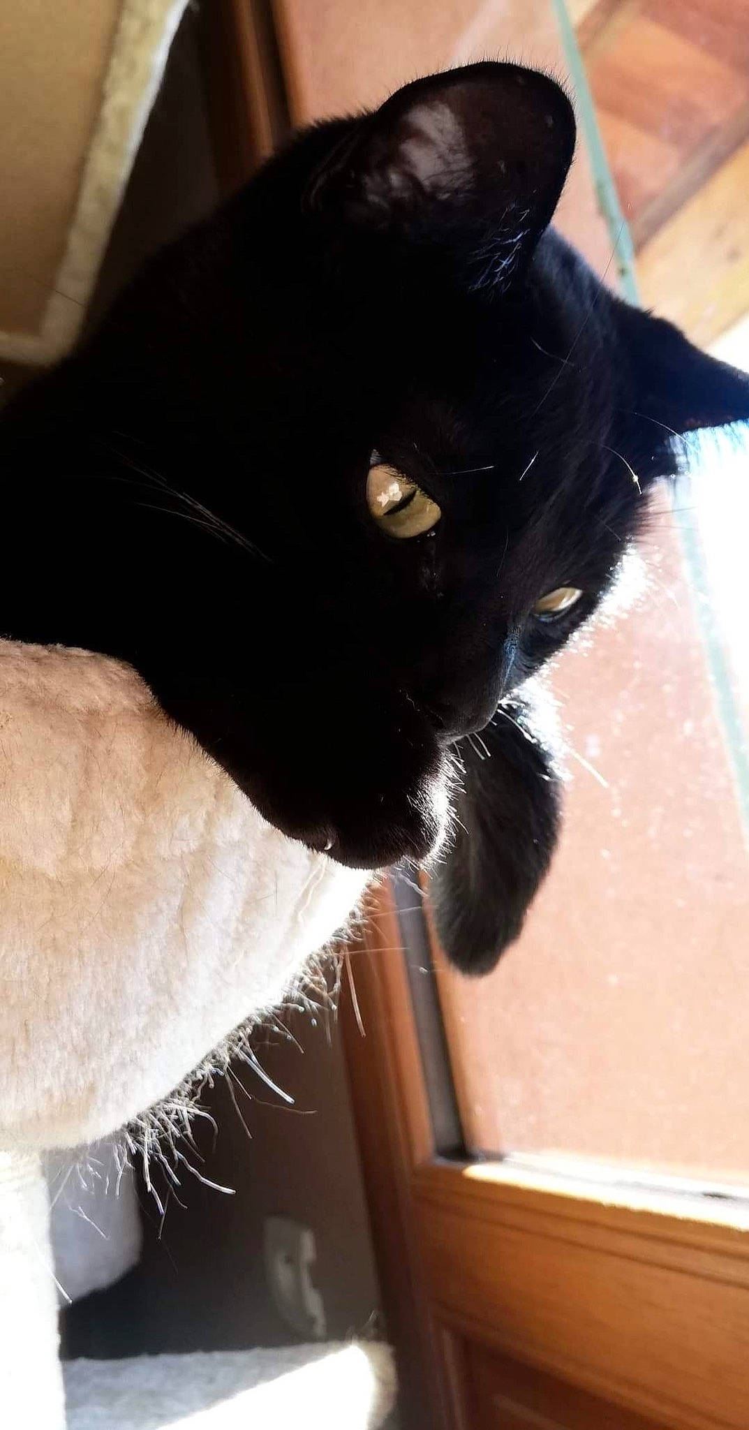 Jet a rejoint le concours — aidez-le/la à gagner de superbes lots ! black_cat, carnivore, cat, claw, comfort, domestic_short_haired_cat, felidae, fur, gesture, hardwood, small_to_medium_sized_cats, snout, tail, terrestrial_animal, whiskers, wood