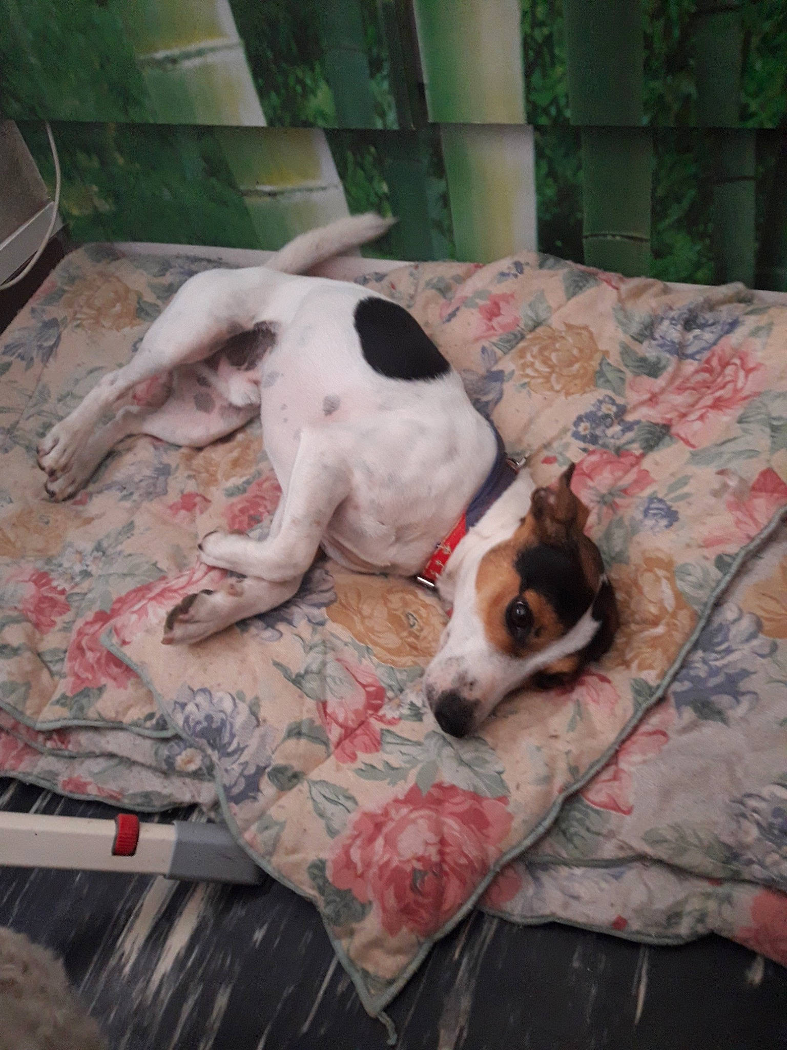 Nooky participe au concours pour gagner de l'argent avec cette photo : brazilian_terrier, canidae, carnivore, danish_swedish_farmdog, dog, dog_breed, fawn, feist, fox_terrier, jack_russell_terrier, mammal, pointer, ratonero_bodeguero_andaluz, smooth_fox_terrier, sporting_group, teddy_roosevelt_terrier, treeing_feist