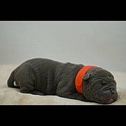 Lova participe au concours pour gagner de l'argent avec cette photo : adorable, animal, canine, closeup, collar, cozy, cute, dog, fur, indoor, lying_down, orange_collar, peaceful, pet, puppy, resting, sleep, sleeping, soft, young