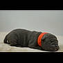 adorable, animal, canine, closeup, collar, cozy, cute, dog, fur, indoor, lying_down, orange_collar, peaceful, pet, puppy, resting, sleep, sleeping, soft, young