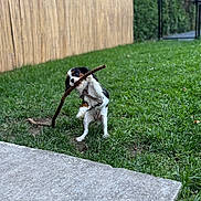 Yzie participe au concours pour gagner de l'argent avec cette photo : active, animal, backyard, black_white_brown, canine, daytime, dog, fence, fun, gate, grass, lawn, nature, outdoor, pet, playful, small_dog, standing, stick, young_dog