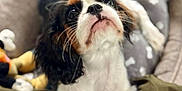 Yzie participe au concours pour gagner de l'argent avec cette photo : animal, bed, blanket, canine, cavalier_king_charles_spaniel, close_up, companion_animal, cozy, cute, dog, fur, indoor, looking_up, pet, plush_toy, puppy, resting, soft, whiskers, young