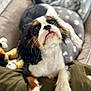 animal, bed, blanket, canine, cavalier_king_charles_spaniel, close_up, companion_animal, cozy, cute, dog, fur, indoor, looking_up, pet, plush_toy, puppy, resting, soft, whiskers, young