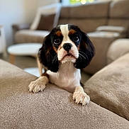 Yzie participe au concours pour gagner de l'argent avec cette photo : animal, blurred_background, canine, closeup, couch, cozy, curious, cute, dog, front_paws, fur, indoor, living_room, looking_at_camera, pet, puppy, soft_texture, tricolor, window, young_dog
