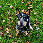 Buck is registered to the contest to win money with this photo: dog, grass, leaves, outdoor, pet, animal, canine, autumn, nature, ears, collar, black, tan, fur, eyes, sitting, green, fall, cute, portrait