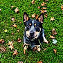dog, grass, leaves, outdoor, pet, animal, canine, autumn, nature, ears, collar, black, tan, fur, eyes, sitting, green, fall, cute, portrait