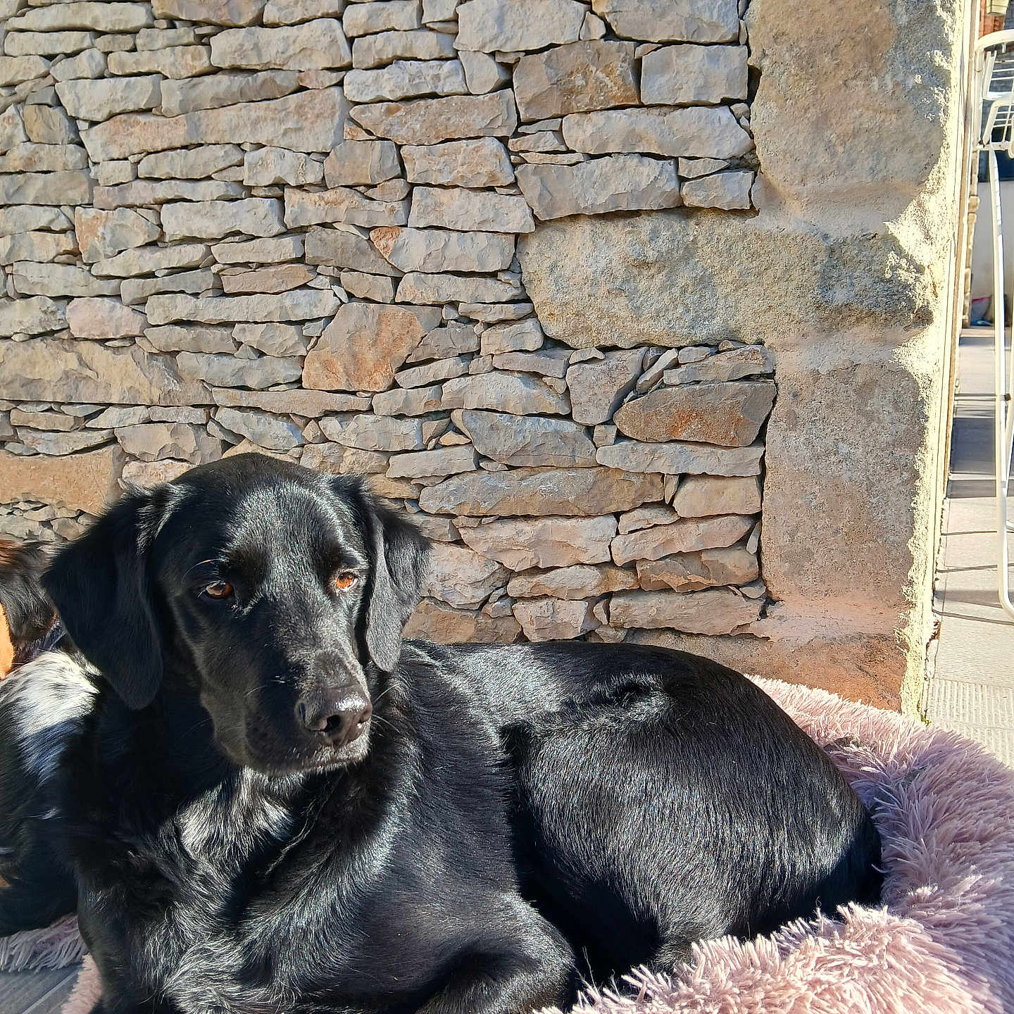 Rbus participe au concours pour gagner de l'argent avec cette photo : animal, architecture, brick, building, canine, cobblestone, dog, flagstone, hound, labradorretriever, path, person, pet, puppy, road, rock, slate, stonewall, walkway, wall