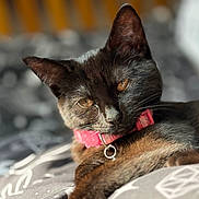 Raven joined the competition — help win amazing prizes! cat, black_cat, pet, collar, pink_collar, fur, whiskers, bed, bedding, pattern, indoor, relaxed, animal, closeup, portrait, sleepy, feline, domestic_cat, soft_light, resting