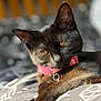cat, black_cat, pet, collar, pink_collar, fur, whiskers, bed, bedding, pattern, indoor, relaxed, animal, closeup, portrait, sleepy, feline, domestic_cat, soft_light, resting