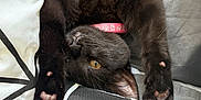 Raven joined the competition — help win amazing prizes! animal, bed, bedding, black_cat, cat, collar, cozy, cute, feline, fur, indoor, paw, paw_pads, pet, pillow, relaxed, sleepy, stretching, whiskers, yellow_eye