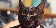 Raven is registered to the contest to win money with this photo: cat, black_cat, pet, collar, pink_collar, indoor, animal, feline, closeup, portrait, whiskers, relaxed, lying_down, fur, cute, domestic_animal, eyes, nose, paw, bed