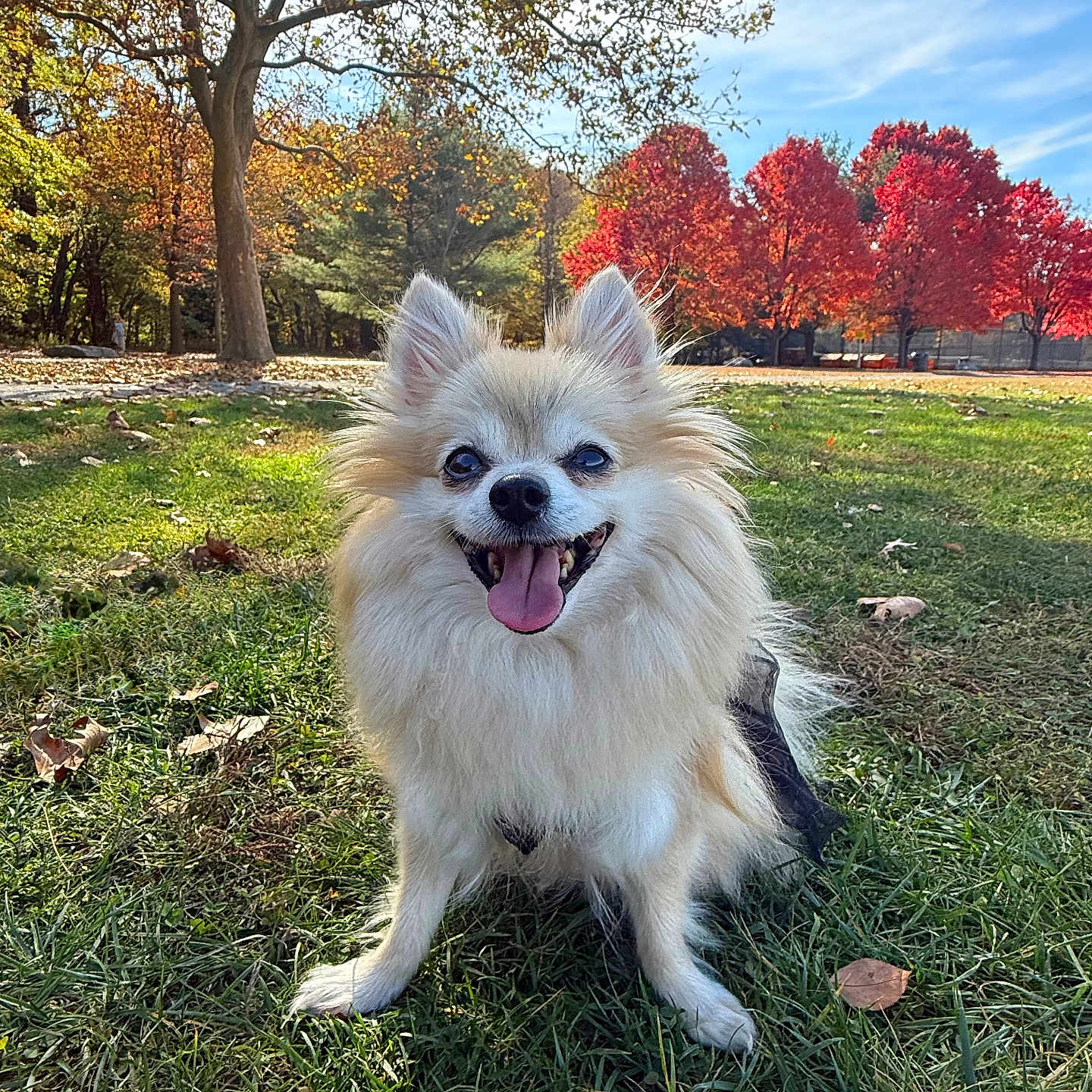 Loly joined the competition — help win amazing prizes! animal, canine, dog, face, grass, grove, head, land, leaf, nature, outdoors, park, person, pet, photography, plant, portrait, tree, vegetation, woodland