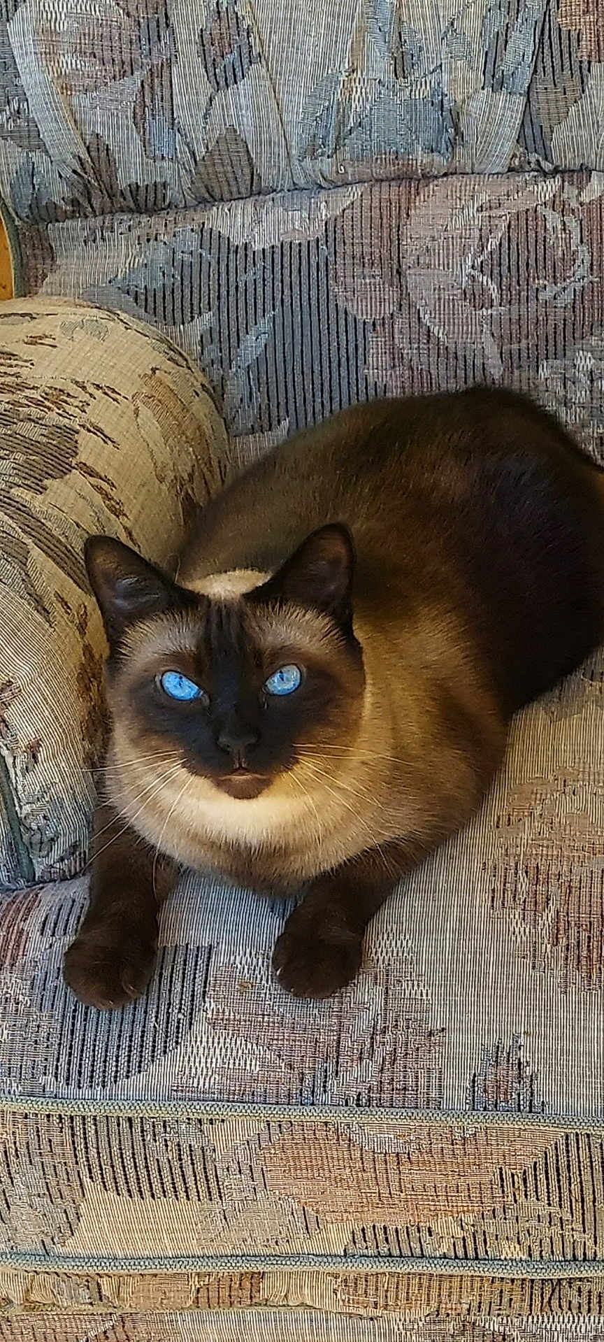 Frosty is registered to the contest to win money with this photo: cat, siamese_cat, blue_eyes, pet, indoor, sofa, upholstery, couch, paws, whiskers, fur, face, ears, portrait, sitting, relaxed, looking_at_camera, animal, domestic_cat, brown_dark_coat