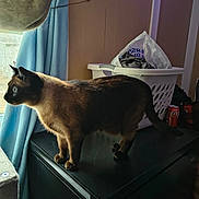 Frosty joined the competition — help win amazing prizes! cat, siamese_cat, pet, window, curtain, laundry_basket, plastic_bag, coke_can, dresser, indoor, sunlight, whiskers, blue_eyes, standing, looking_left, shadow, furniture, fabric, cozy, household