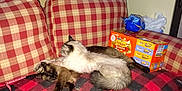 Frosty is registered to the contest to win money with this photo: cat, siamese_cat, couch, cushion, plaid_blanket, red_checkered_pattern, cat_food_box, friskies_box, cardboard_box, two_cats, sleeping, napping, fur, pet_hair, indoor, living_room, relaxed, blanket, paw, flash_photo