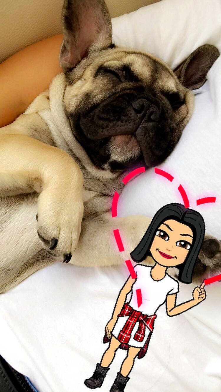 Niro participe au concours pour gagner de l'argent avec cette photo : bulldog, carnivoran, companion_dog, dog, dog_breed, dog_clothes, dog_like_mammal, ear, fawn, french_bulldog, headwear, joy, leash, mammal, non_sporting_group, person, pug, puppy, puppy_love, snout