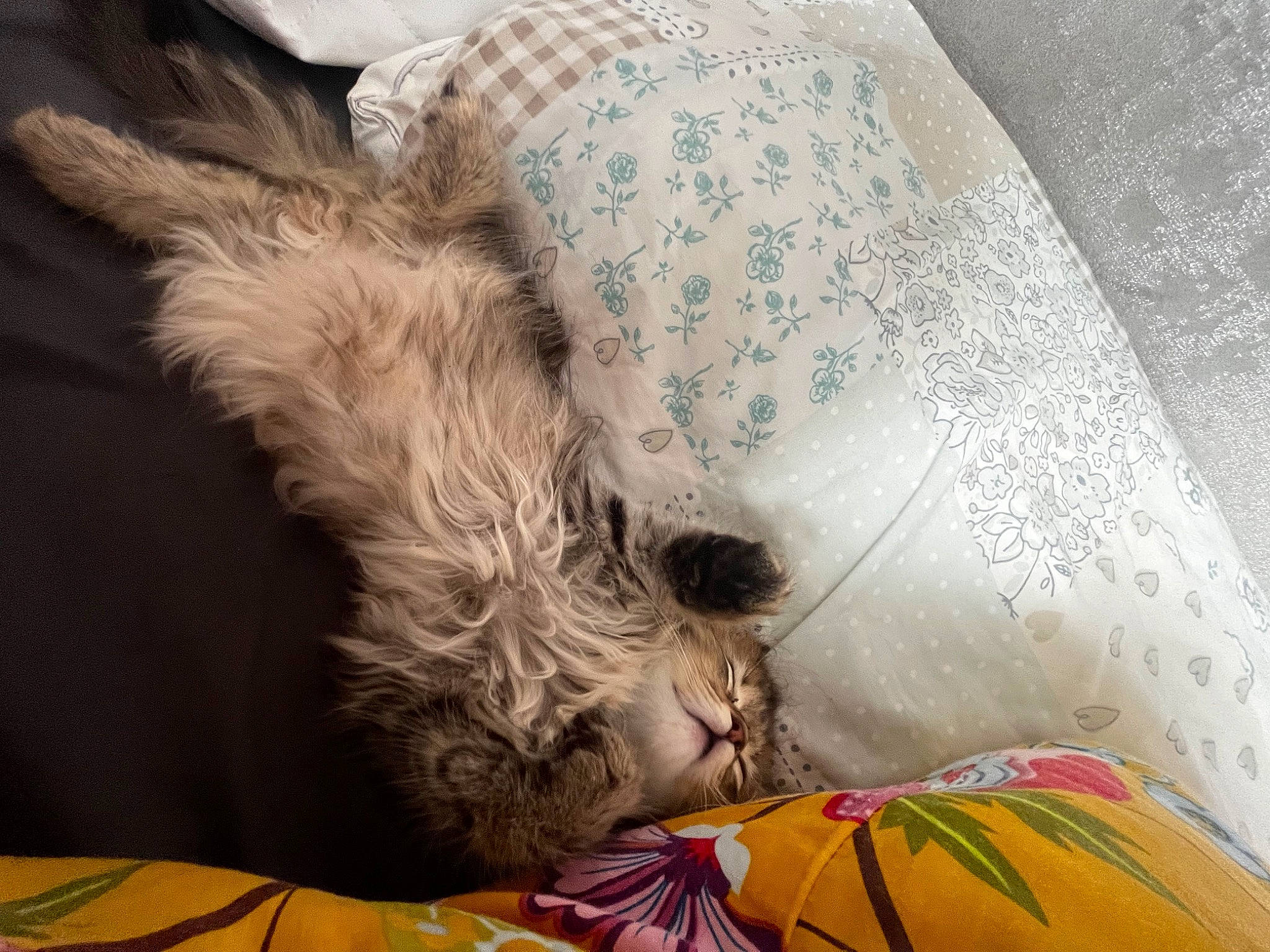 Bambi is registered to the contest to win money with this photo: canidae, carnivore, comfort, companion_dog, dog, dog_breed, fawn, felidae, fur, happy, human_leg, linens, paw, small_terrier, small_to_medium_sized_cats, sporting_group, tail, terrier, textile, toy_dog