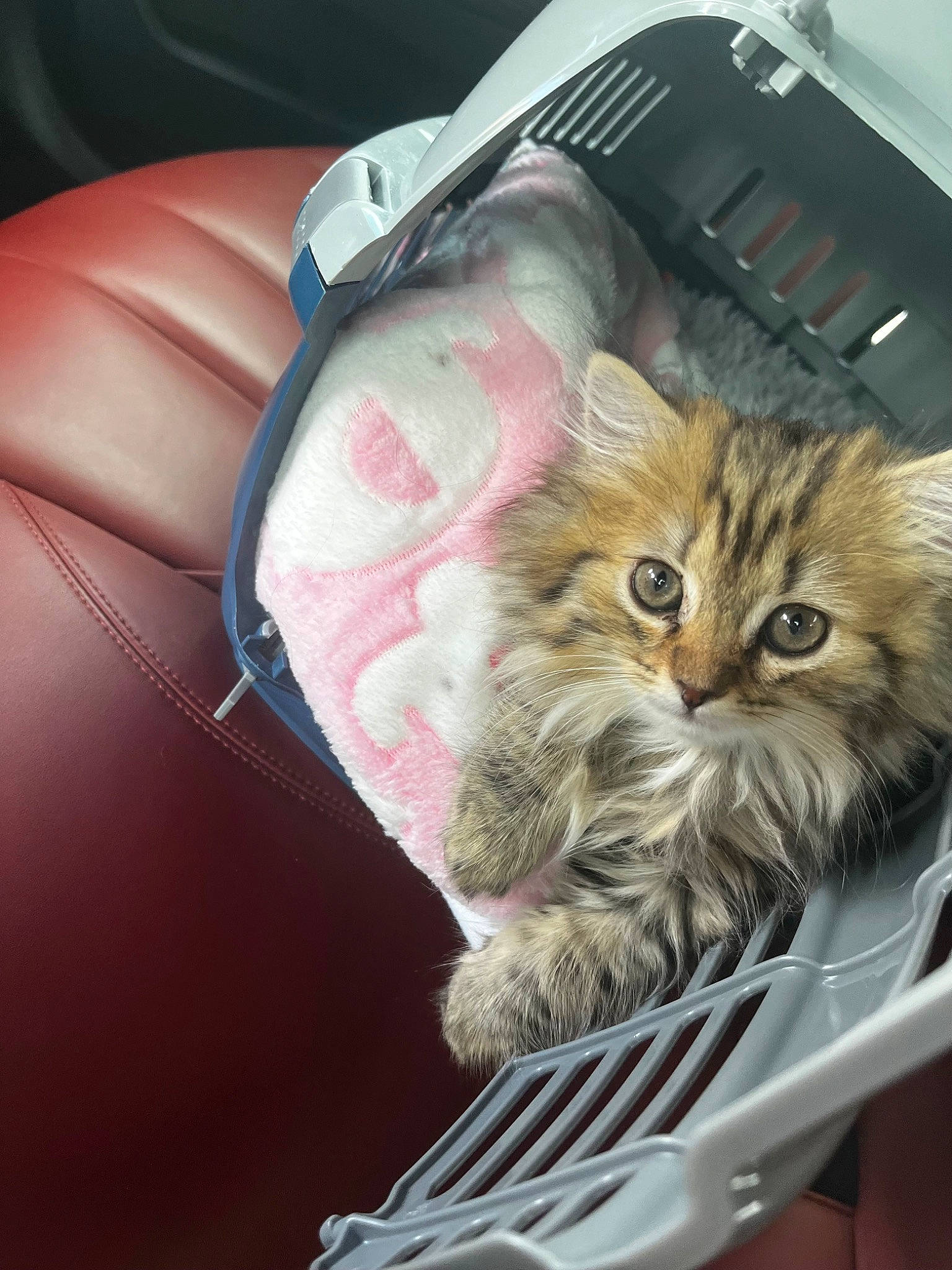 Bambi joined the competition — help win amazing prizes! bag, baggage, box, cardboard, carnivore, cat, claw, comfort, domestic_short_haired_cat, drawer, fashion_accessory, fawn, felidae, fur, luggage_and_bags, paw, small_to_medium_sized_cats, street_light, suitcase, whiskers