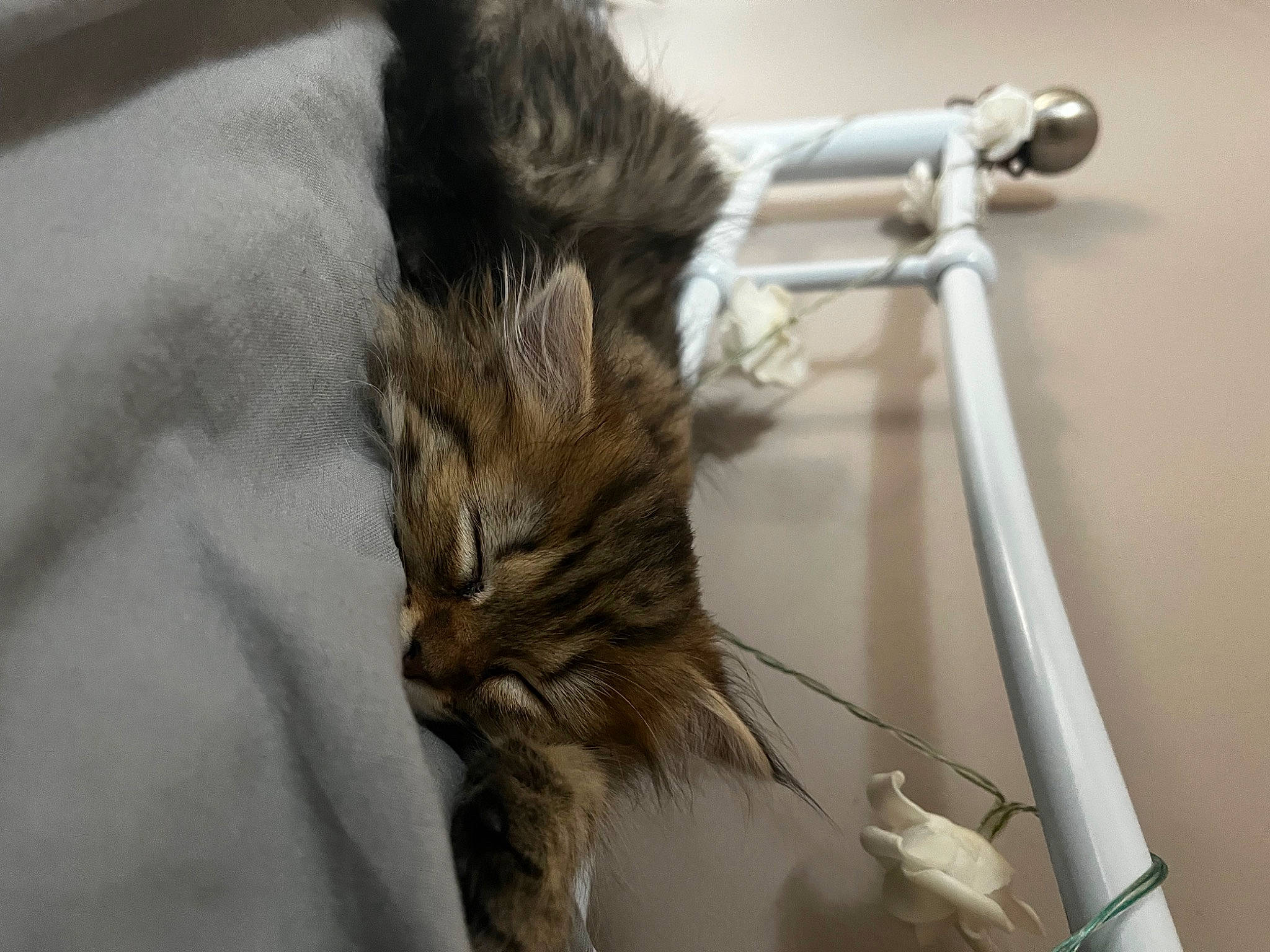 Bambi is registered to the contest to win money with this photo: carnivore, cat, chair, claw, comfort, domestic_short_haired_cat, felidae, flooring, fur, grey, metal, natural_material, paw, room, small_to_medium_sized_cats, tail, terrestrial_animal, whiskers