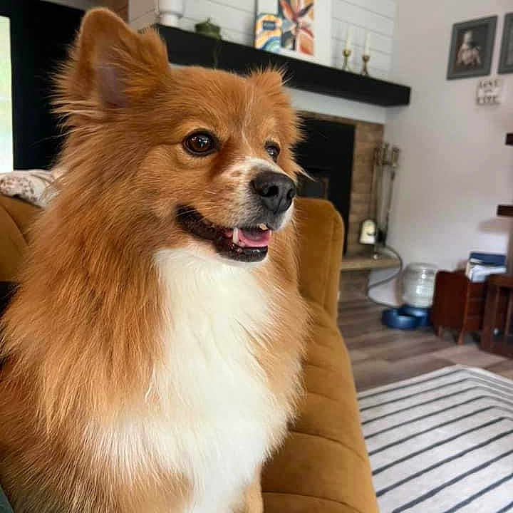 Chili joined the competition — help win amazing prizes! animal, architecture, building, canine, cockerspaniel, couch, cushion, dog, eskimodog, furniture, homedecor, indoors, interiordesign, livingroom, papillon, pet, photoframe, puppy, room, wood