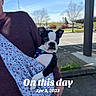 dog, boston_terrier, puppy, pet, animal, black_and_white, sling, carrier, outdoor, parking_lot, sidewalk, building, metal_canopy, trees, blue_sky, sunny, portrait, sitting, wearing_harness, text_overlay