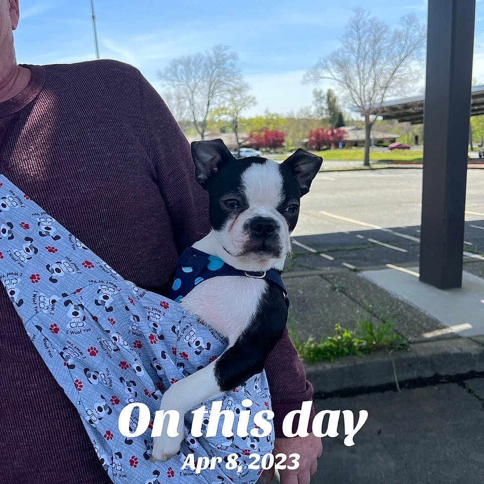 Romeo is registered to the contest to win money with this photo: dog, boston_terrier, puppy, pet, animal, black_and_white, sling, carrier, outdoor, parking_lot, sidewalk, building, metal_canopy, trees, blue_sky, sunny, portrait, sitting, wearing_harness, text_overlay
