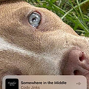 Blue joined the competition — help win amazing prizes! dog, close_up, grass, pink_harness, animal, pet, outdoor, eye, snout, fur, phone_screen, music_player, time_display, carrier_signal, lock_screen, reflection, nature, canine, portrait, resting