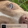 dog, close_up, grass, pink_harness, animal, pet, outdoor, eye, snout, fur, phone_screen, music_player, time_display, carrier_signal, lock_screen, reflection, nature, canine, portrait, resting