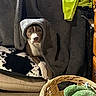 Blue is registered to the contest to win money with this photo: dog, blanket, cushion, basket, plush_toy, floor, furniture, indoor, pet, brown_dog, white_paws, fabric, clothing, wooden_drawer, resting, cozy, animal, home, relaxed, lying_down