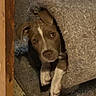 Blue is registered to the contest to win money with this photo: puppy, dog, brown, white, bed, cozy, indoor, pet, animal, carpet, fur, cute, playful, resting, looking, paws, home, curious, young, canine