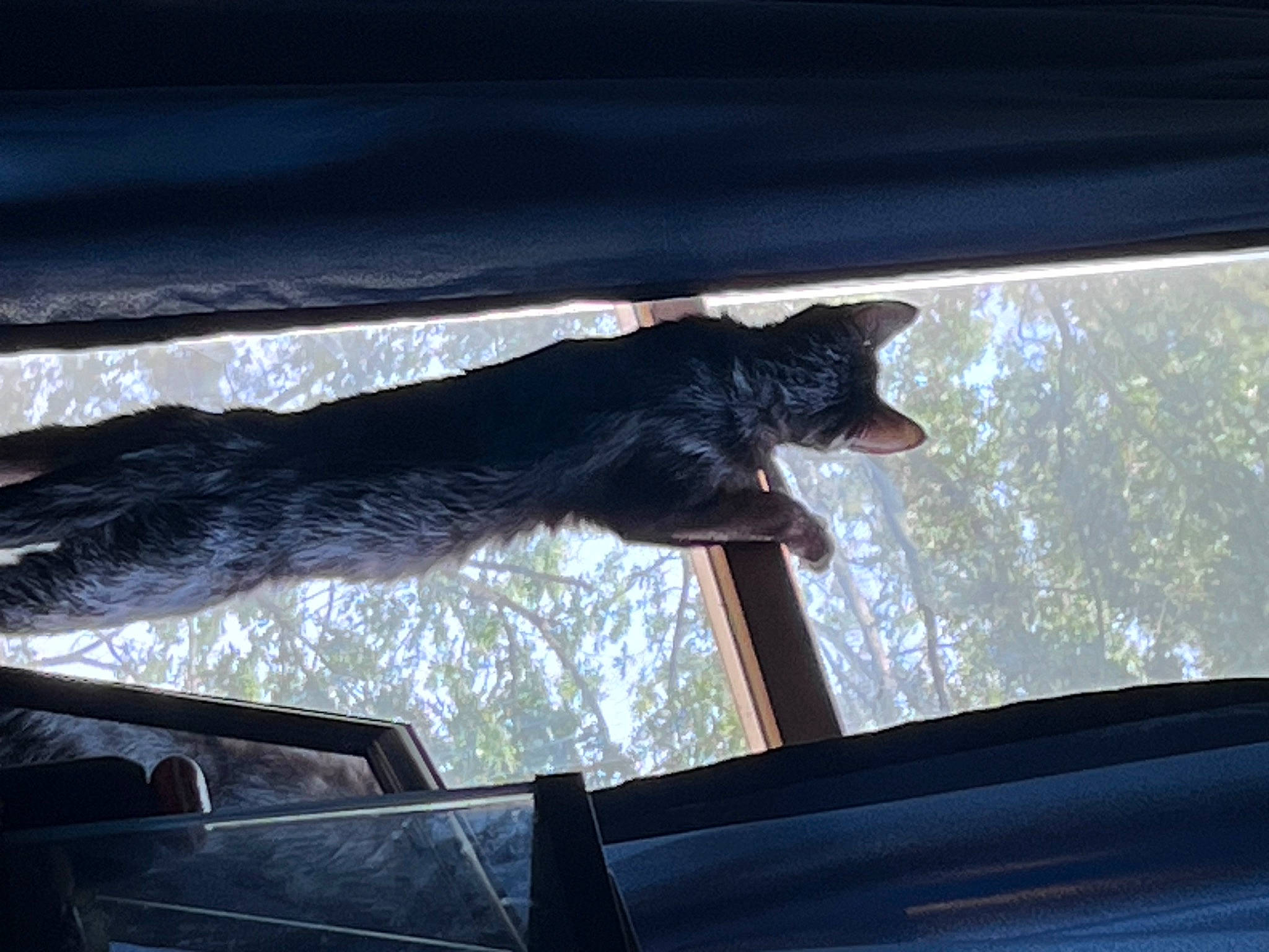 Lexi joined the competition — help win amazing prizes! auto_part, automotive_exterior, automotive_mirror, automotive_window_part, carnivore, cat, felidae, gesture, glass, rear_view_mirror, shade, small_to_medium_sized_cats, sporting_group, tail, tints_and_shades, tree, vehicle_door, window, windscreen_wiper, windshield