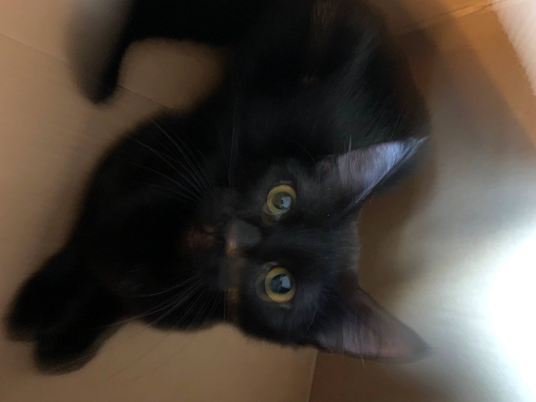 Lexi is registered to the contest to win money with this photo: black_cat, carnivore, cat, claw, comfort, domestic_short_haired_cat, ear, felidae, fur, head, plant, small_to_medium_sized_cats, snout, tail, terrestrial_animal, whiskers