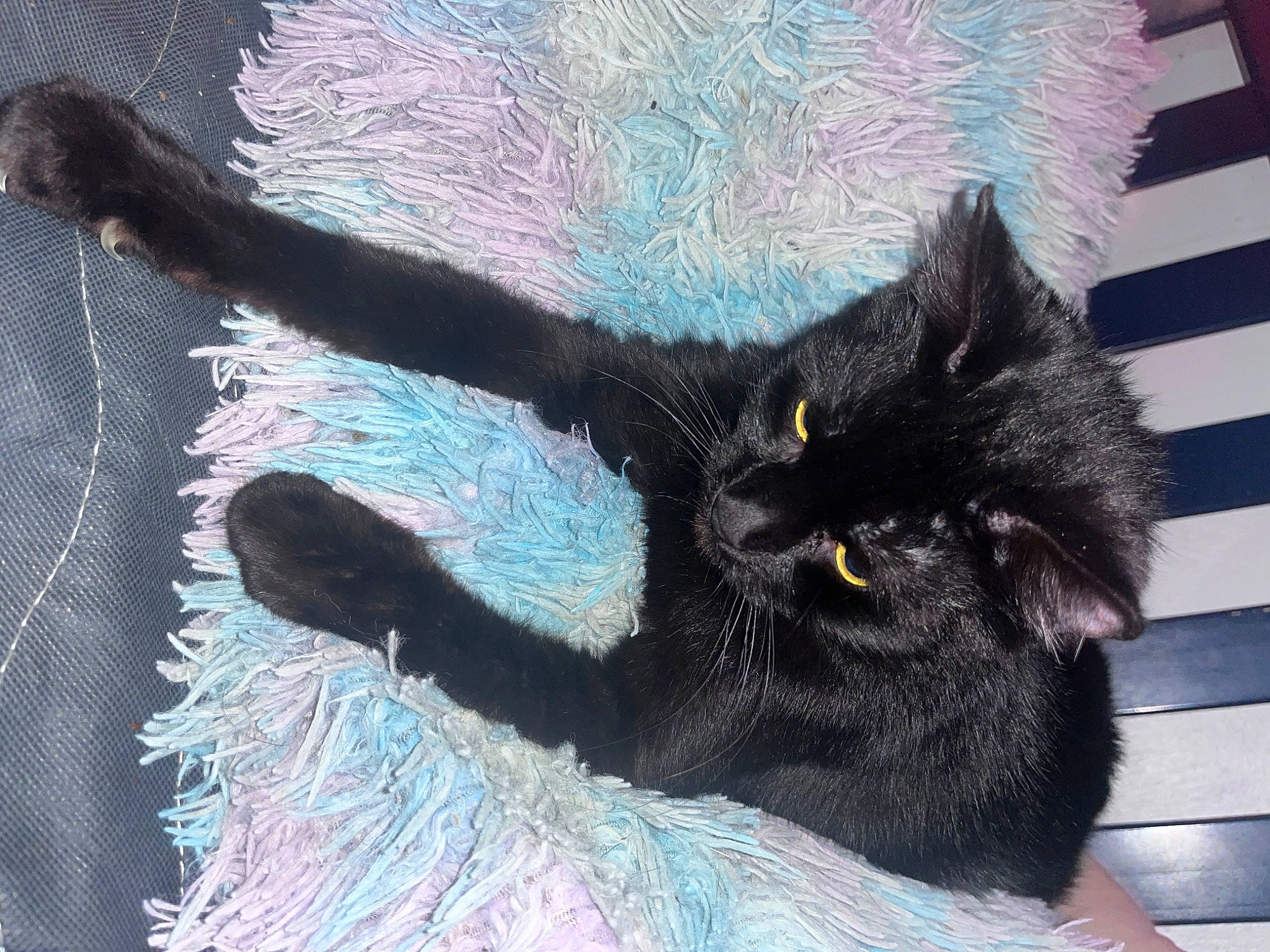 Lexi joined the competition — help win amazing prizes! art, black_cat, carnivore, cat, claw, comfort, domestic_short_haired_cat, electric_blue, felidae, foot, fur, organism, paw, small_to_medium_sized_cats, snout, tail, terrestrial_animal, visual_arts, whiskers