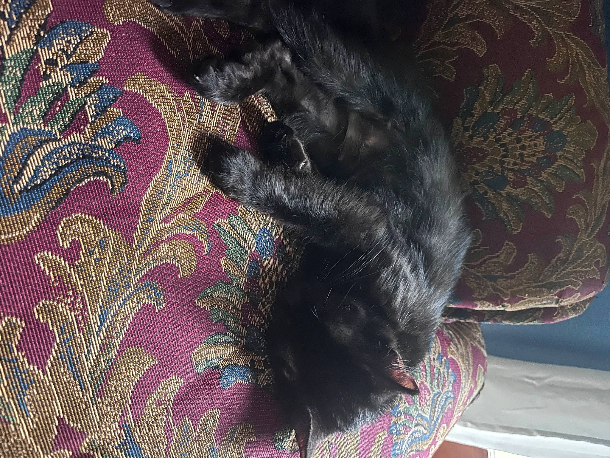 Lexi is registered to the contest to win money with this photo: comfort, companion_dog, dog, dog_breed, fashion_accessory, fur, hat, linens, magenta, pattern, sleeve, sun_hat, tail, textile, thread, visual_arts, whiskers, wool, woolen, woven_fabric