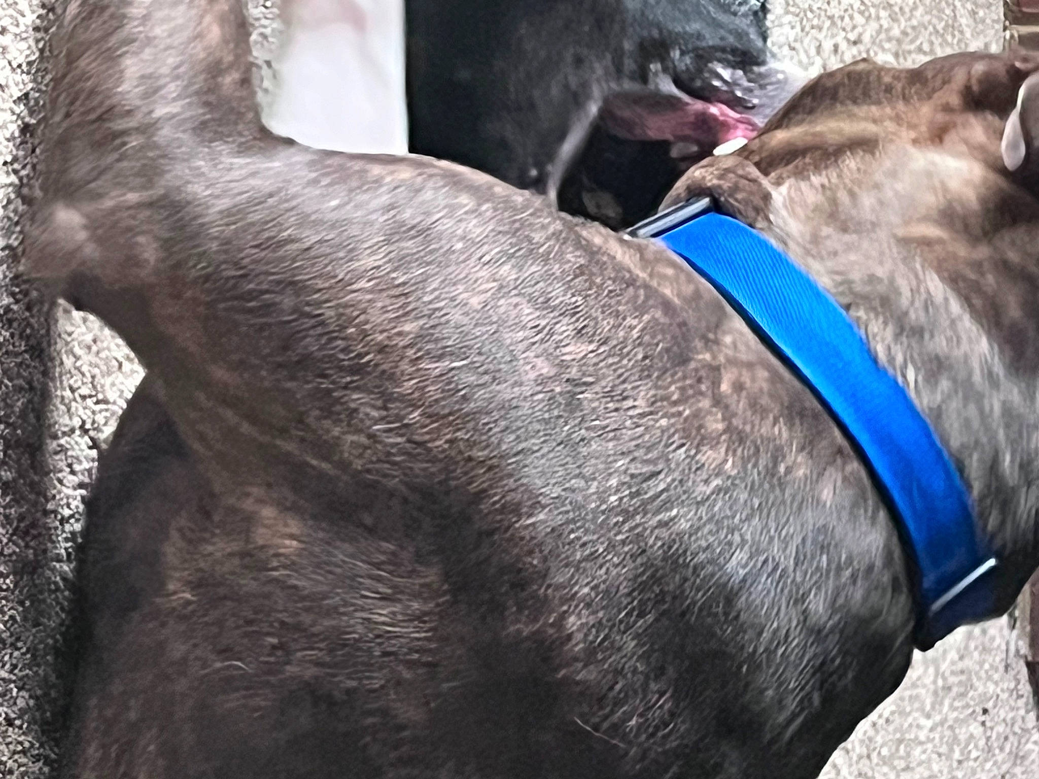 Lexi is registered to the contest to win money with this photo: canidae, carnivore, collar, companion_dog, dog, dog_breed, dog_collar, fawn, fur, grey, human_leg, leash, liver, pet_supply, snout, sporting_group, tail, terrestrial_animal, whiskers, working_animal