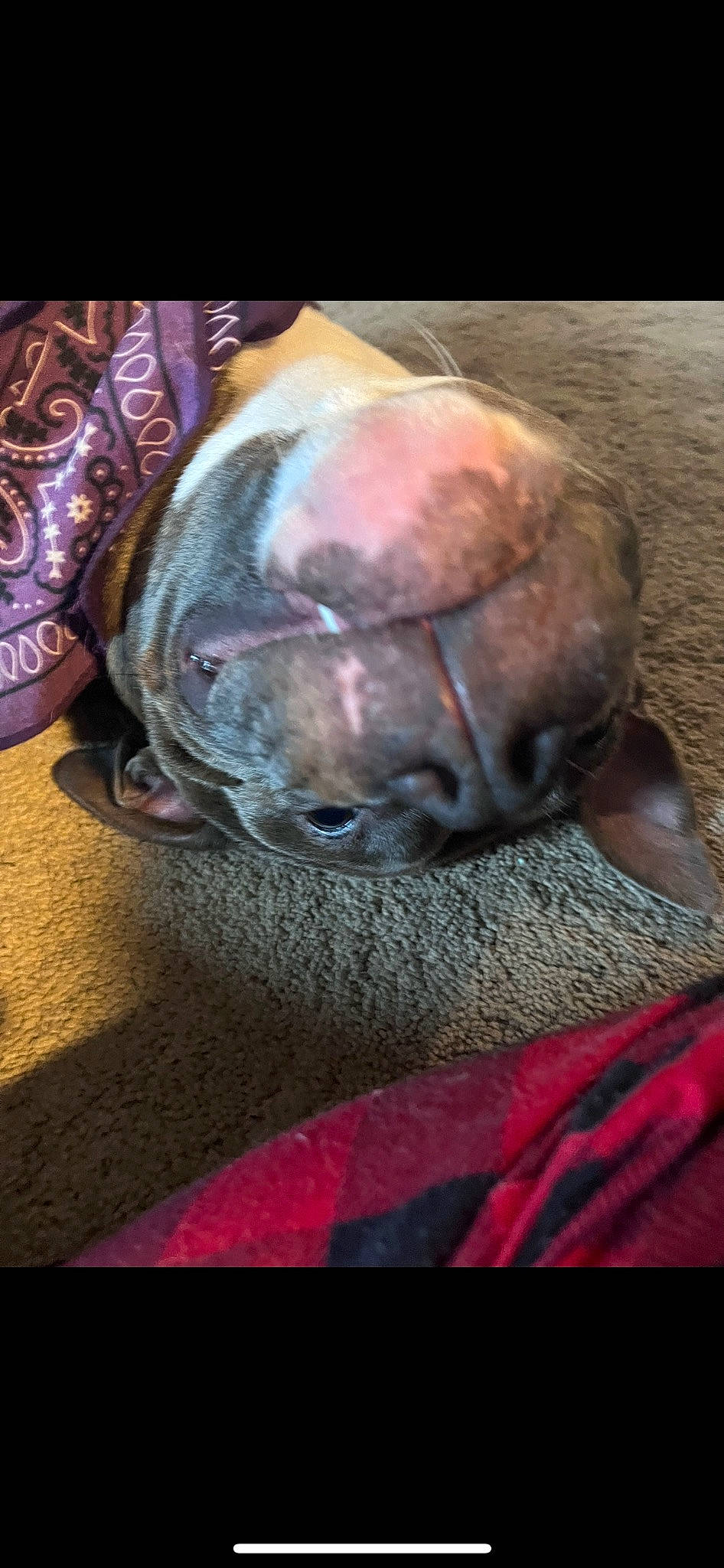 Lexi is registered to the contest to win money with this photo: canidae, carnivore, dog, dog_breed, fawn, jaw, liver, macro_photography, magenta, non_sporting_group, snout, sporting_group, terrestrial_animal, whiskers, working_animal, wrinkle