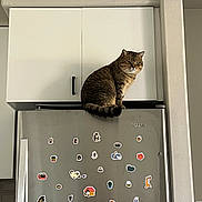Sashimi joined the competition — help win amazing prizes! animal, appliance, cabinet, cat, curious, cute, decor, domestic, feline, gray, home, indoor, kitchen, pet, refrigerator, sitting, stickers, still_life, tabby, wall