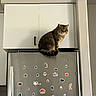 animal, appliance, cabinet, cat, curious, cute, decor, domestic, feline, gray, home, indoor, kitchen, pet, refrigerator, sitting, stickers, still_life, tabby, wall