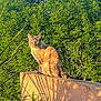 cat, animal, outdoor, nature, greenery, sunlight, shadow, stone, perched, feline, leaf, plant, wildlife, daylight, mammal, relaxing, alert, garden, calm, texture