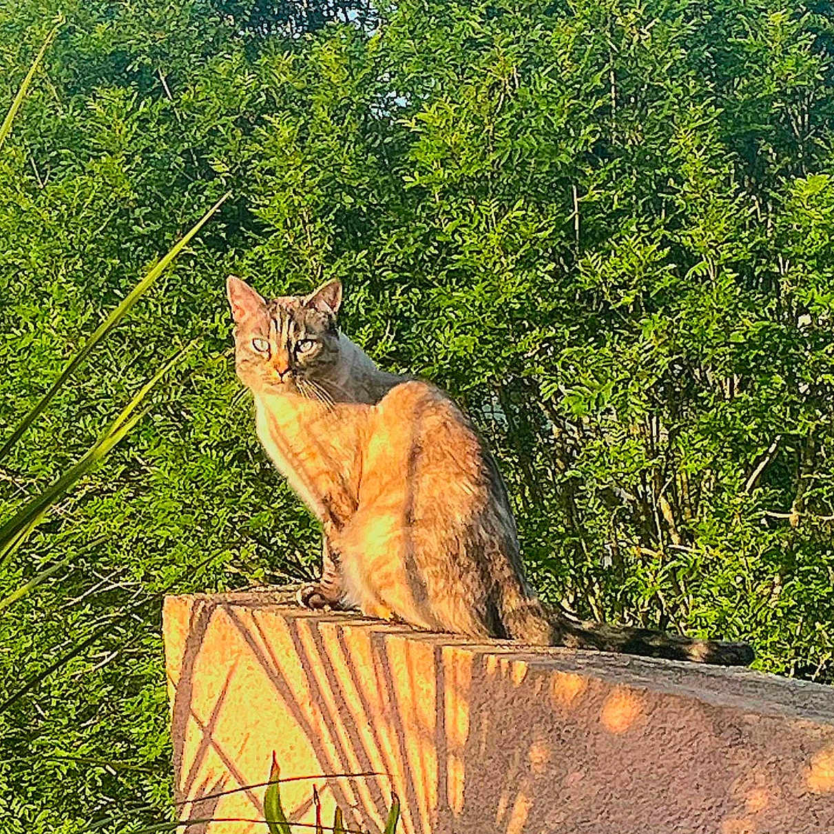 Mia participe au concours pour gagner de l'argent avec cette photo : alert, animal, calm, cat, daylight, feline, garden, greenery, leaf, mammal, nature, outdoor, perched, plant, relaxing, shadow, stone, sunlight, texture, wildlife
