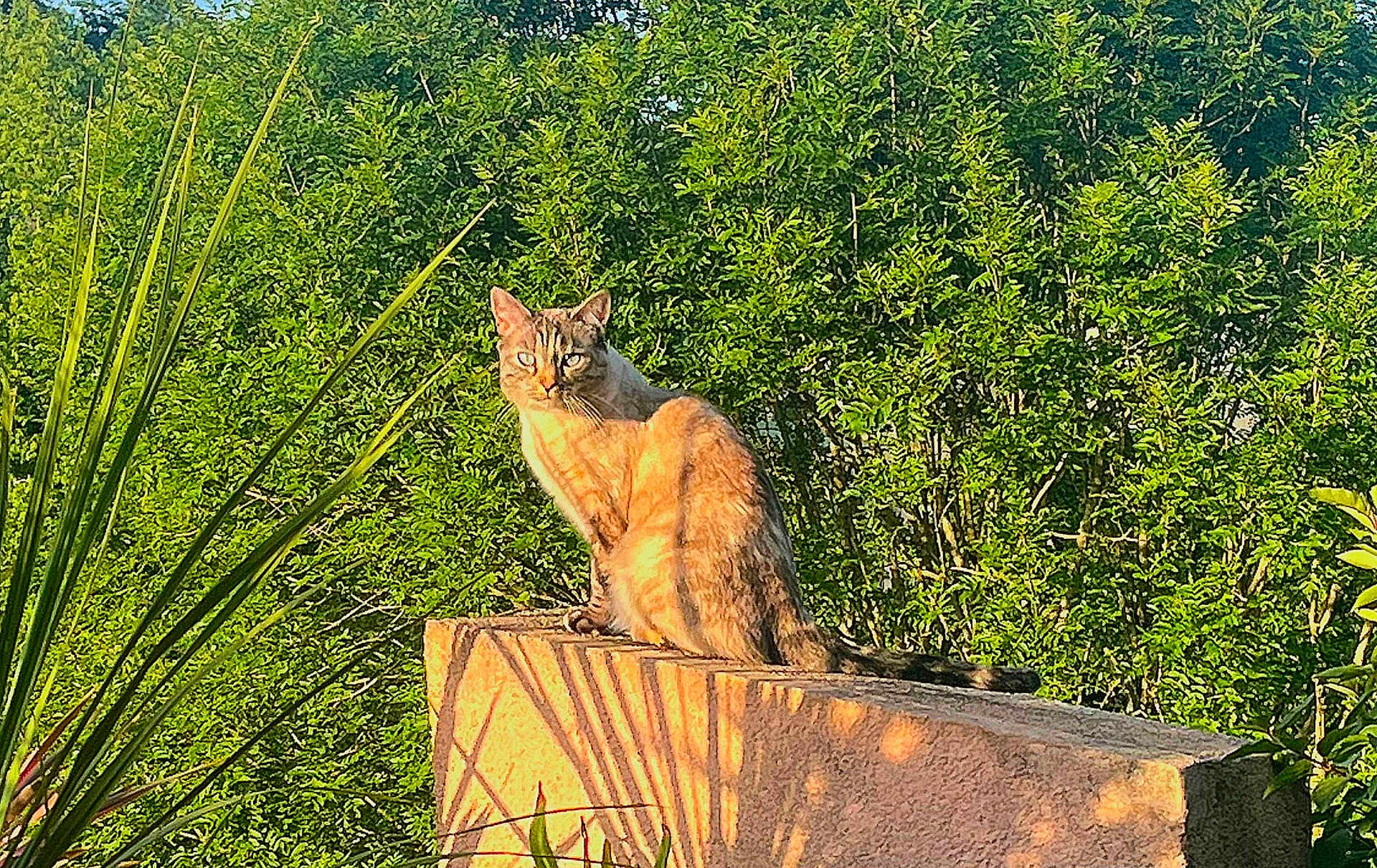 Mia participe au concours pour gagner de l'argent avec cette photo : cat, animal, outdoor, nature, greenery, sunlight, shadow, stone, perched, feline, leaf, plant, wildlife, daylight, mammal, relaxing, alert, garden, calm, texture