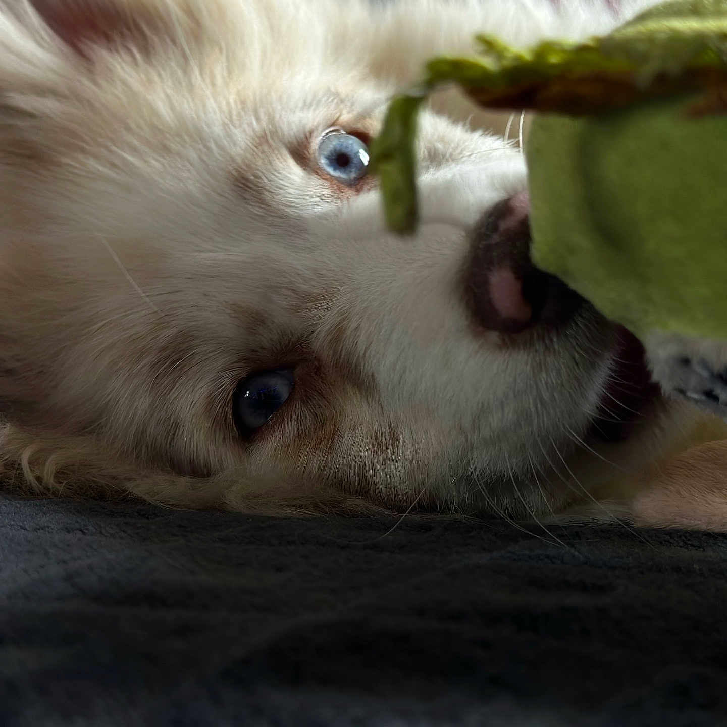 Leon a rejoint le concours — aidez-le/la à gagner de superbes lots ! animal, blue_eyes, close_up, companion, cute, dog, fluffy, friendship, fur, indoor, lying_down, mammal, nose, pet, playing, relaxing, snout, soft_texture, toy, whiskers