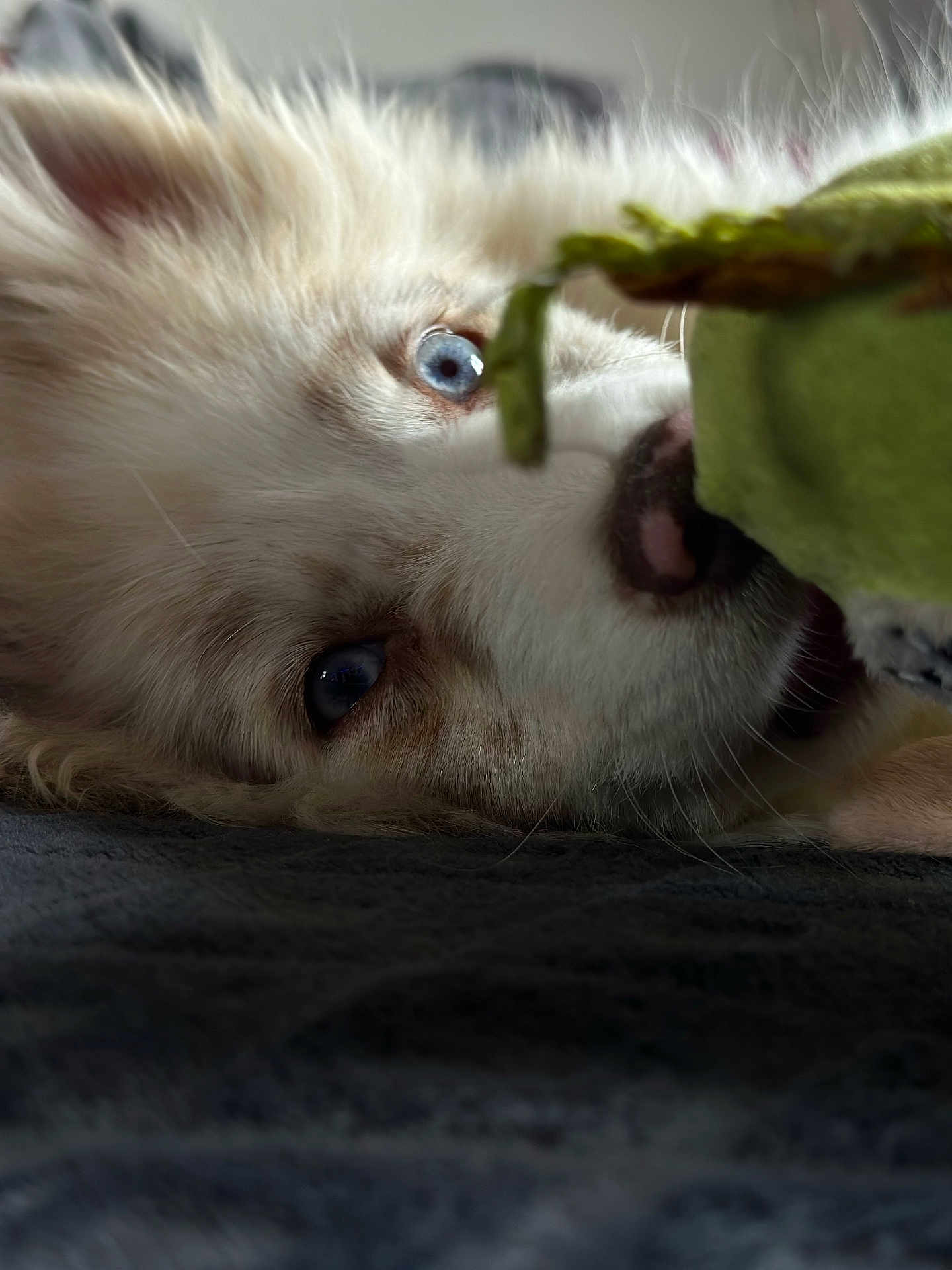 Leon a rejoint le concours — aidez-le/la à gagner de superbes lots ! dog, close_up, blue_eyes, fluffy, toy, playing, lying_down, pet, animal, cute, snout, fur, indoor, soft_texture, nose, whiskers, companion, friendship, relaxing, mammal