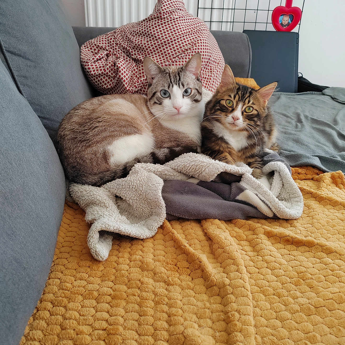 Bounty participe au concours pour gagner de l'argent avec cette photo : abyssinian, animal, bed, bedroom, bird, blanket, cat, computer, couch, cushion, furniture, homedecor, indoors, kitten, linen, manx, person, pet, quilt, room