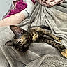 Amnésia participe au concours pour gagner de l'argent avec cette photo : kitten, cat, tortoiseshell, blanket, gray_blanket, person, leg, foot, white_sock, adidas_sock, indoor, cozy, resting, fur, pet, animal, soft_texture, relaxation, couch, home