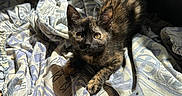 Amnésia a rejoint le concours — aidez-le/la à gagner de superbes lots ! kitten, cat, tortoiseshell, pet, animal, feline, sunlight, indoor, blanket, fabric, pattern, curious, young, fur, whiskers, ears, paw, resting, cozy, home